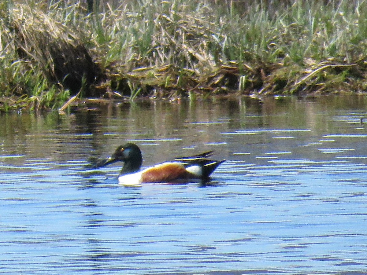 Northern Shoveler - ML223297021