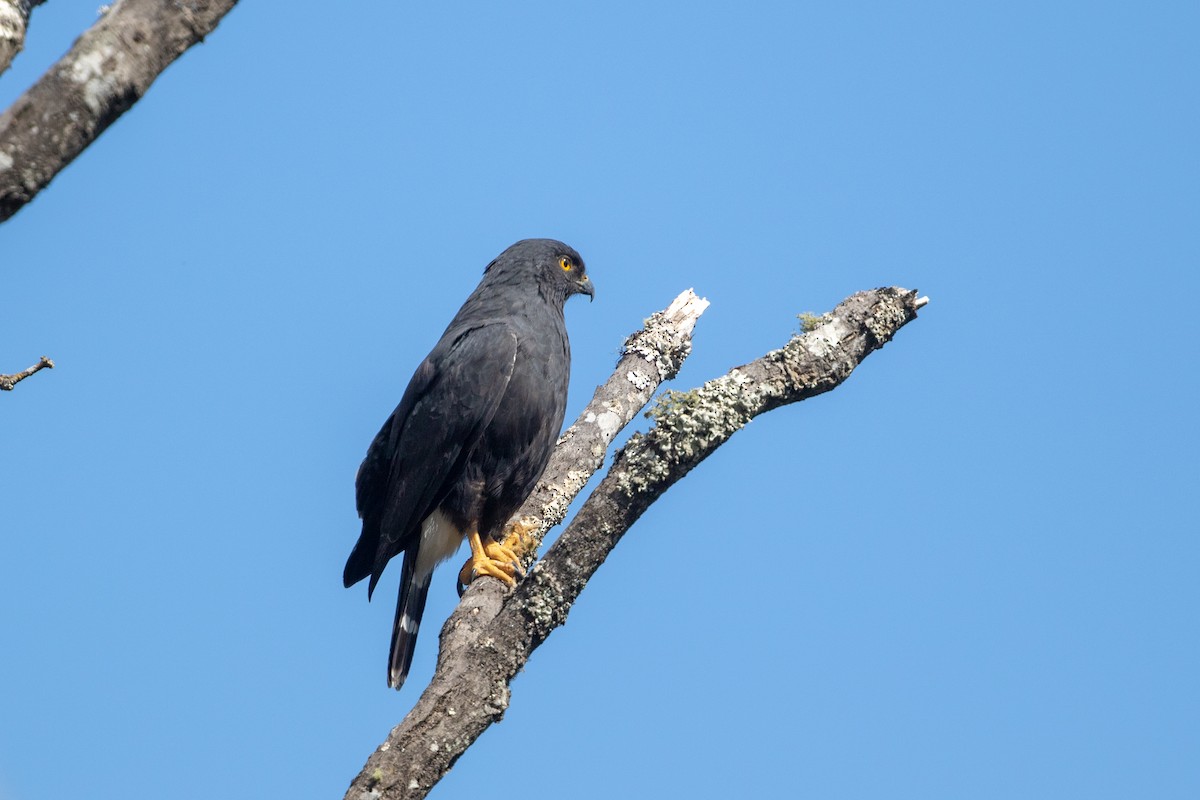 White-rumped Hawk - ML223297241