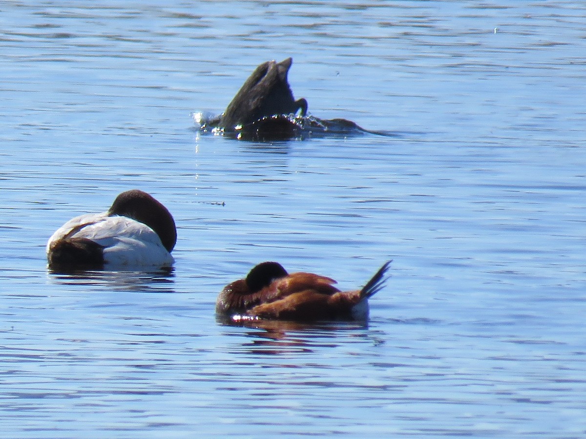 Ruddy Duck - ML223297801