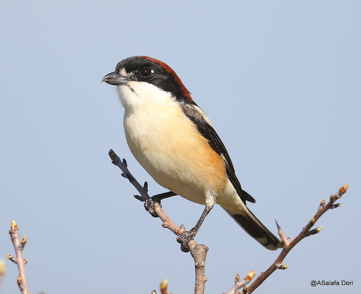 Woodchat Shrike - ML223298031