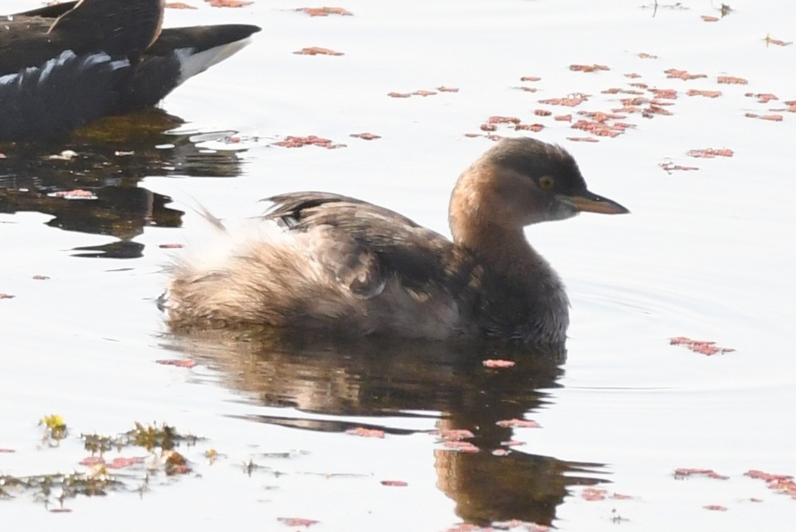 Little Grebe - ML223298461