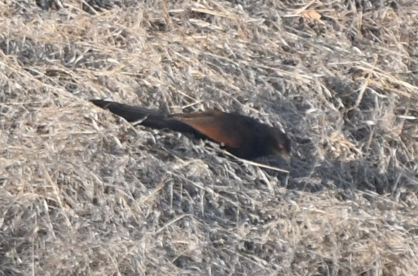 Greater Coucal - ML223298531