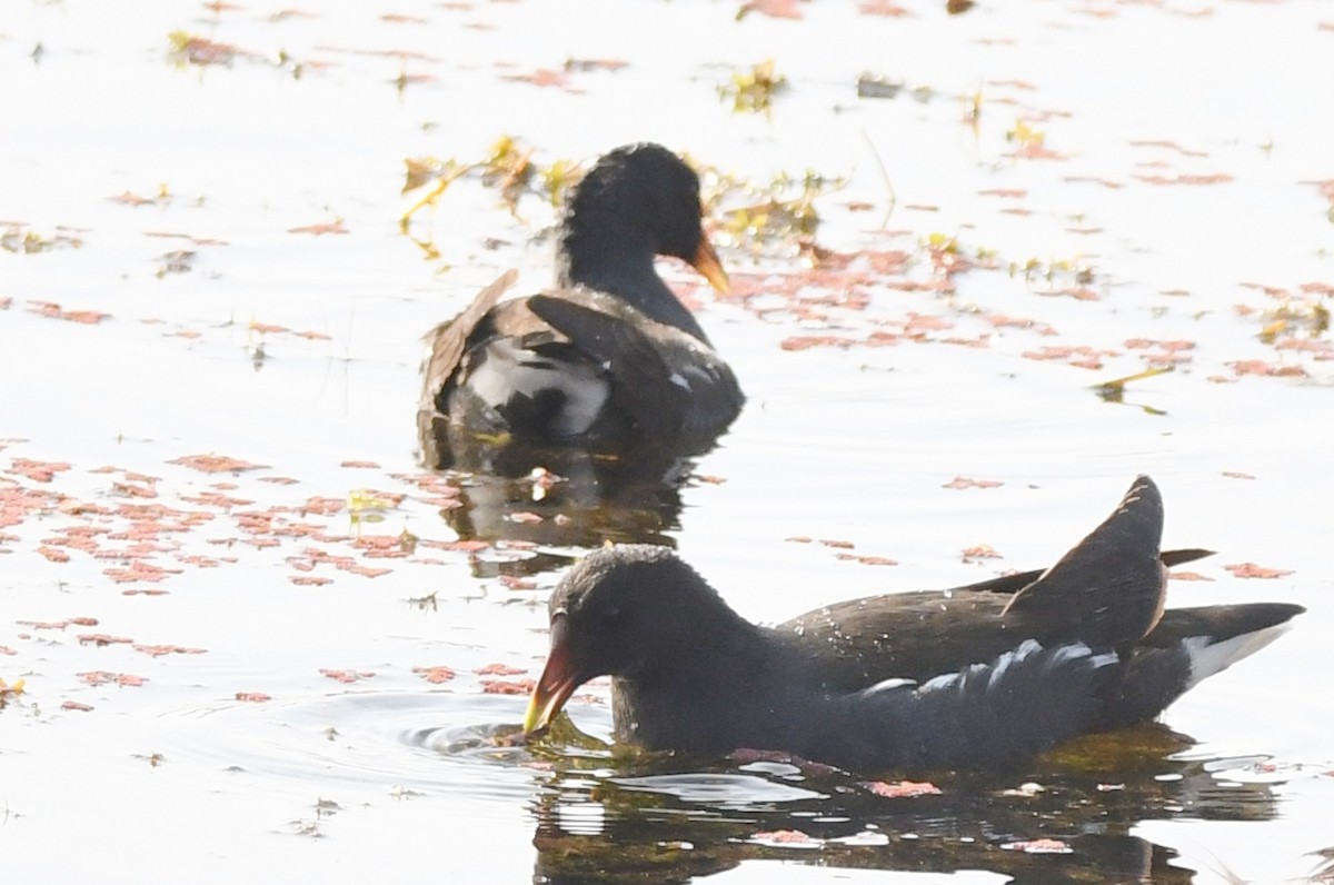 Eurasian Moorhen - ML223298601