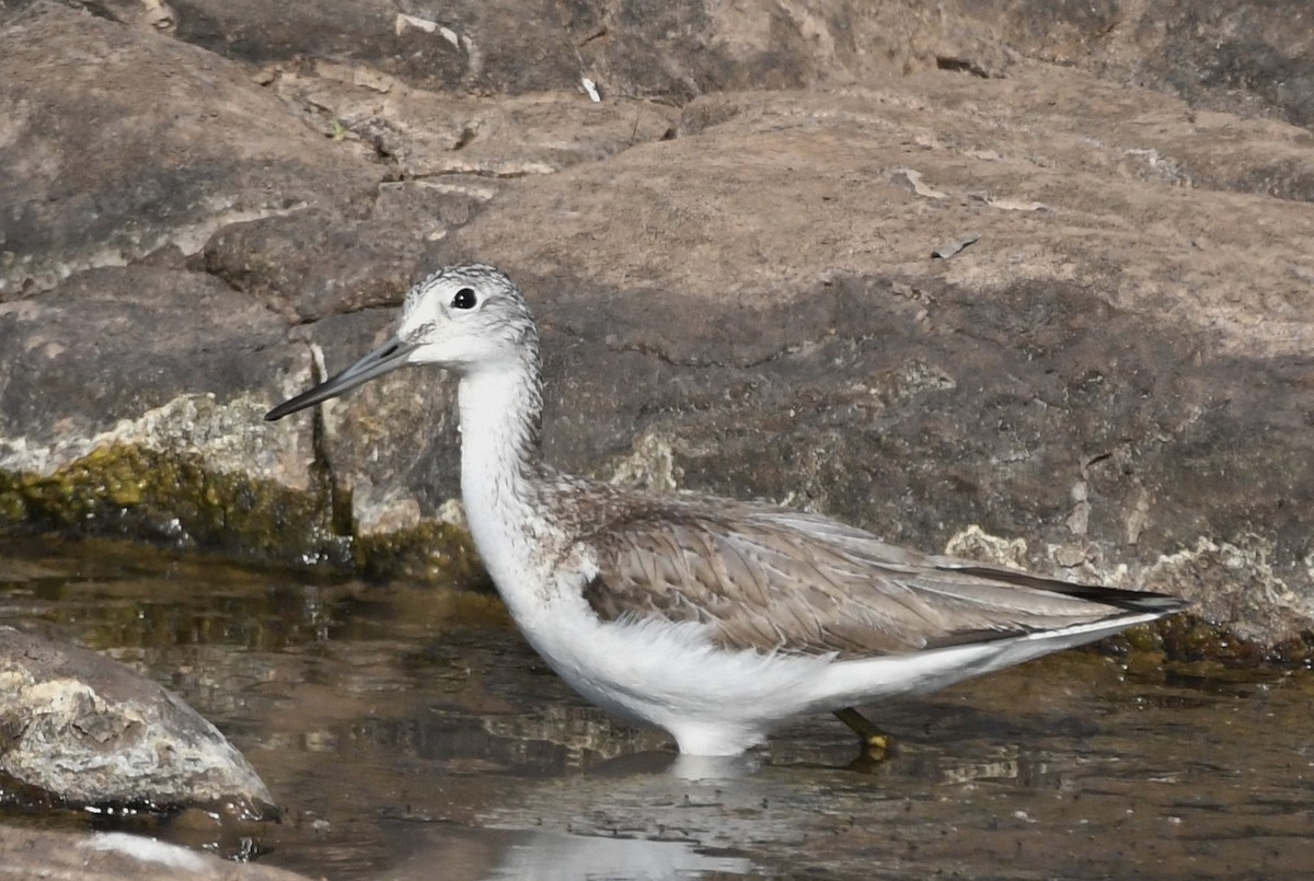 Үхэр хөгчүү - ML223298811