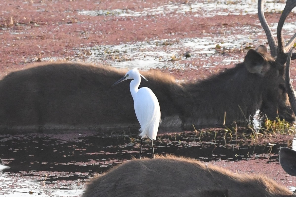 Little Egret - ML223299451