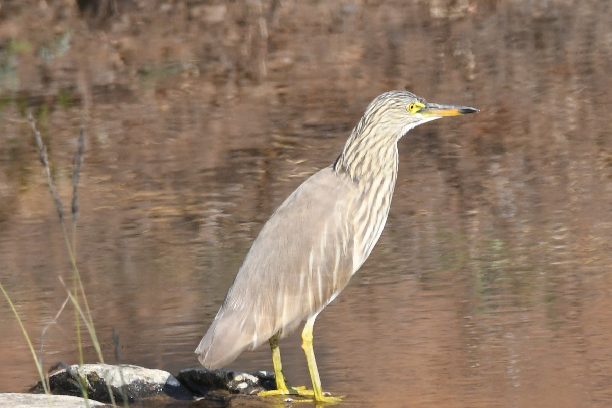 Indian Pond-Heron - ML223299571