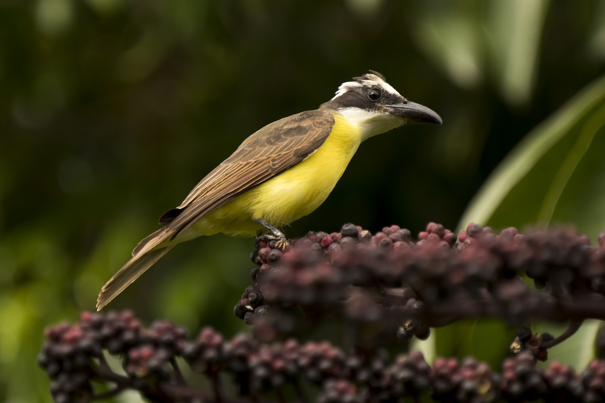 Boat-billed Flycatcher - ML223299731