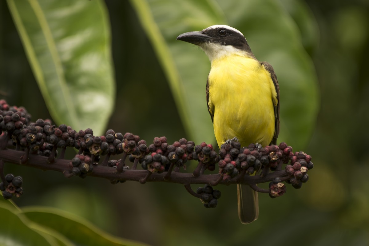 Boat-billed Flycatcher - ML223299741