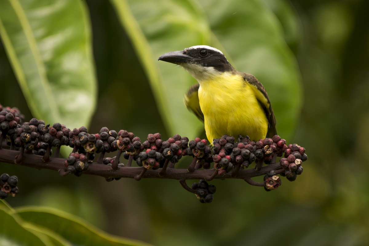 Boat-billed Flycatcher - ML223299781