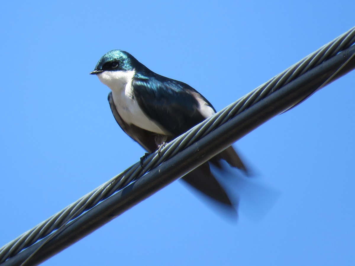 Tree Swallow - Colin Dillingham