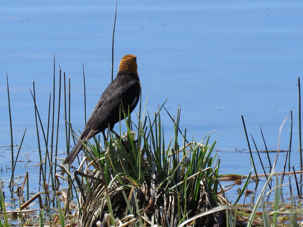 Yellow-headed Blackbird - ML223300431