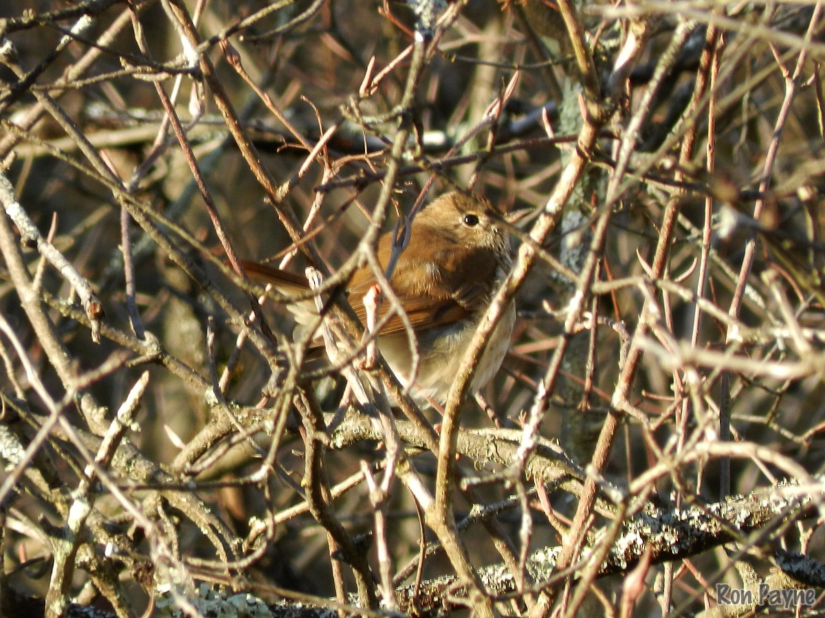 Hermit Thrush - ML223301791