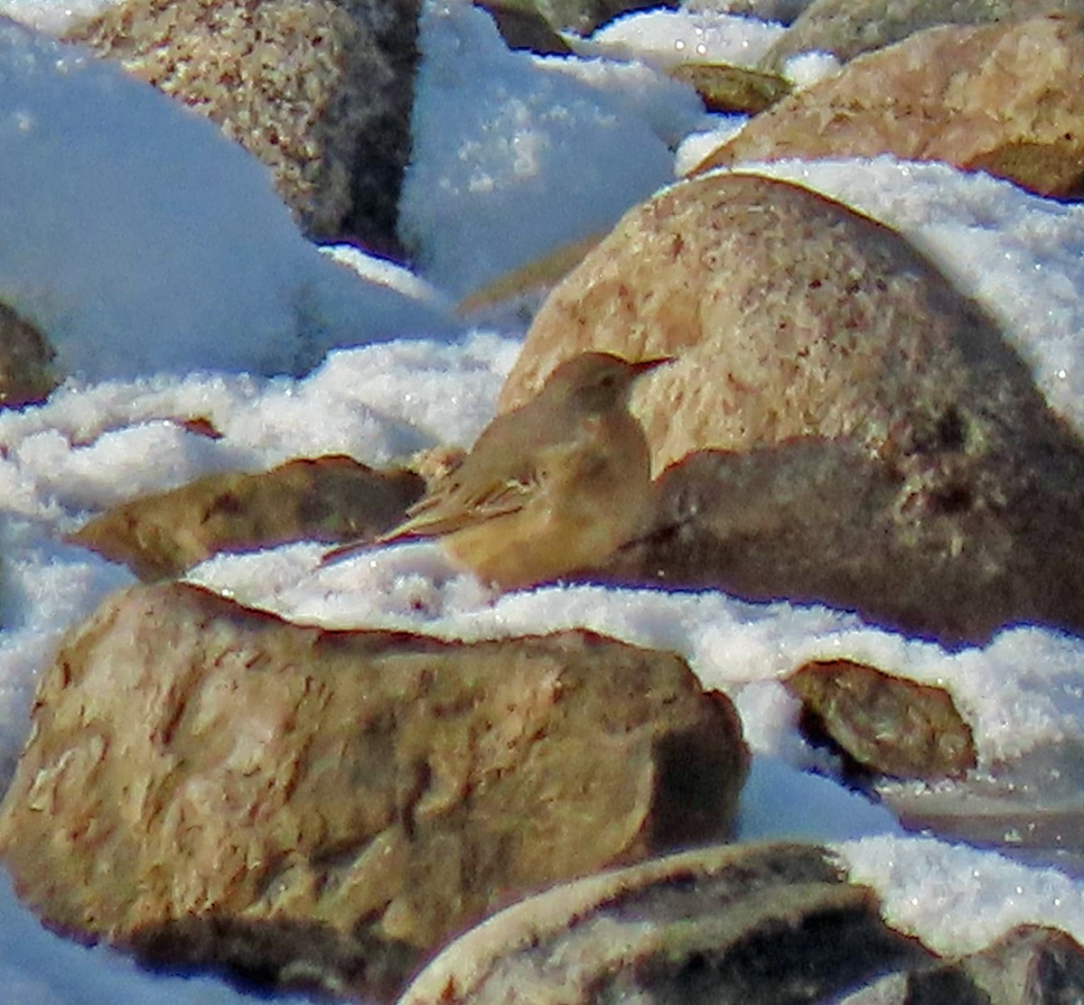 American Pipit - JoAnn Potter Riggle 🦤