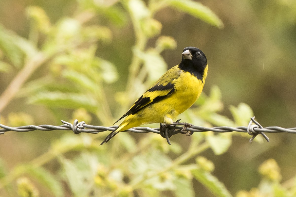 Hooded Siskin - Luiz Carlos Ramassotti