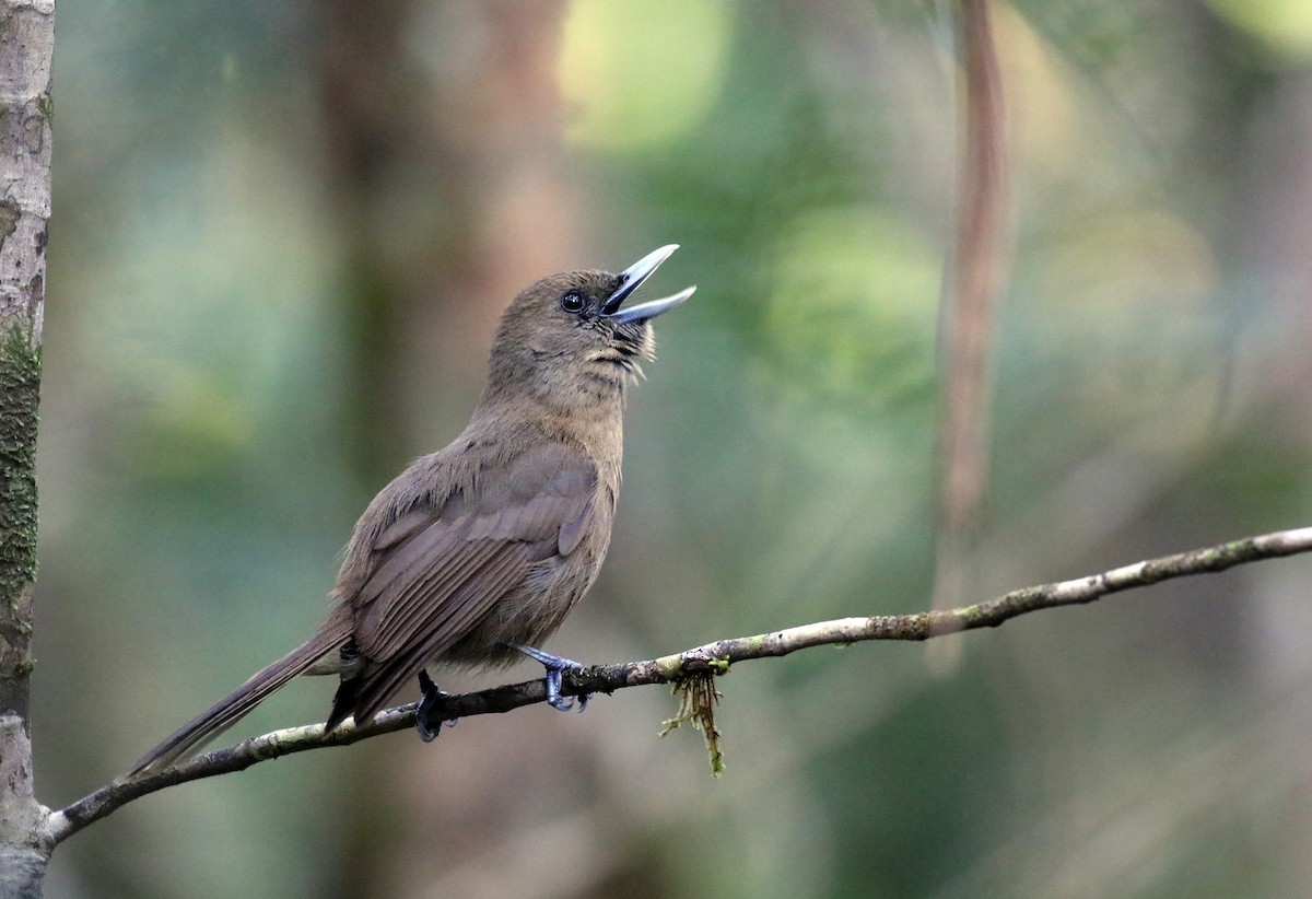 Southern Shrikebill - Andrew Spencer