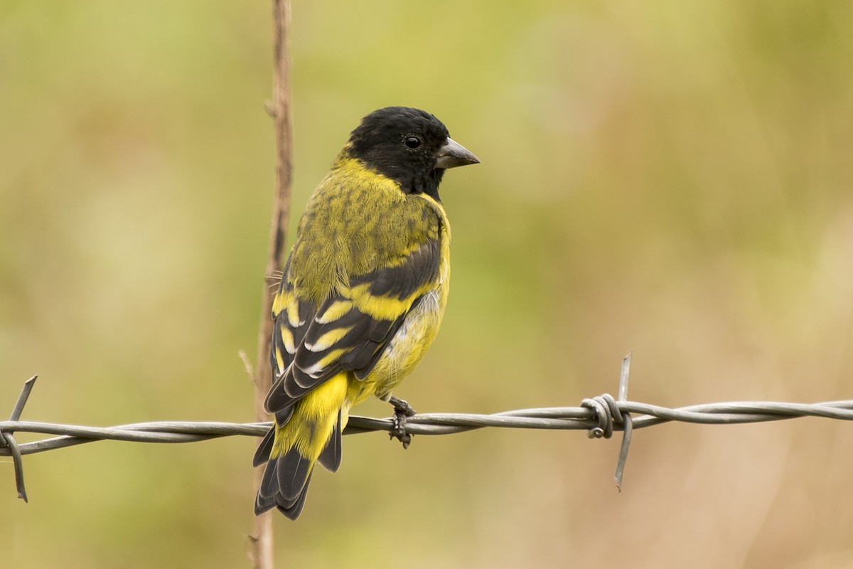 Hooded Siskin - ML223303321