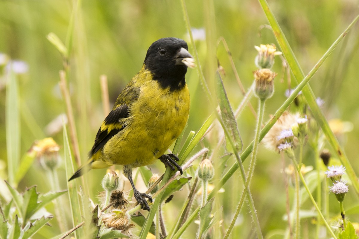 Hooded Siskin - Luiz Carlos Ramassotti