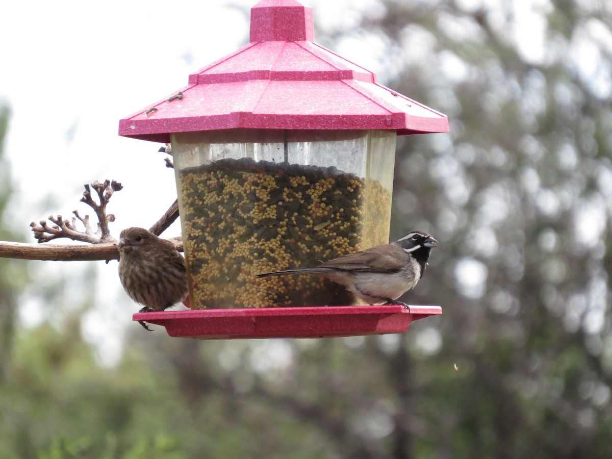 Black-throated Sparrow - ML223303741