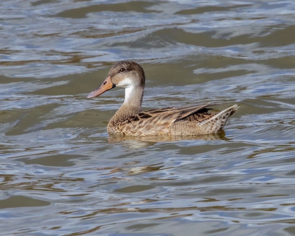 Mallard x White-cheeked Pintail (hybrid) - ML223305481