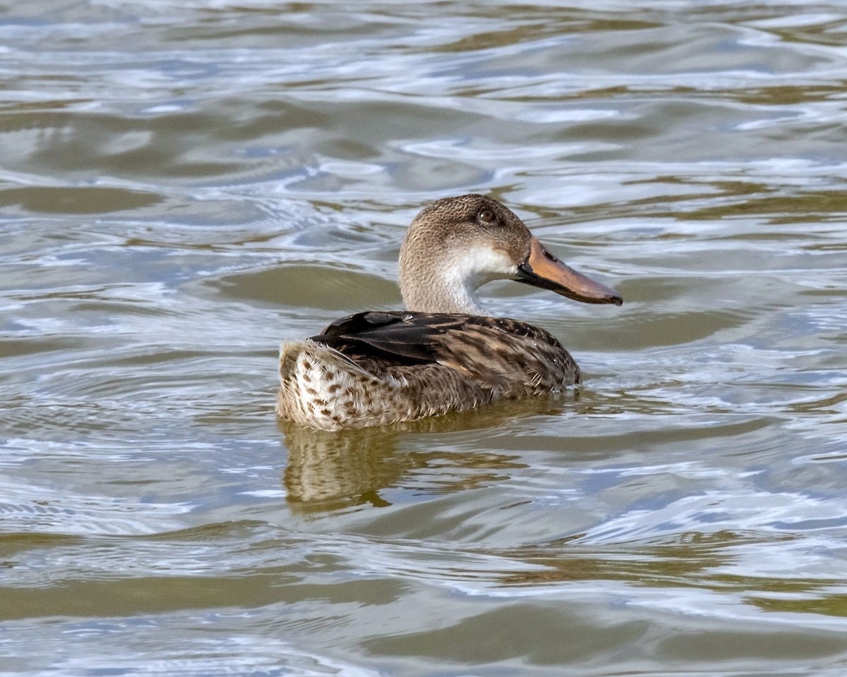Mallard x White-cheeked Pintail (hybrid) - ML223305491