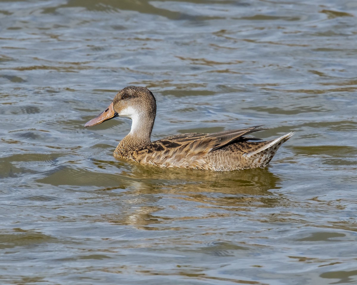 Mallard x White-cheeked Pintail (hybrid) - ML223305551