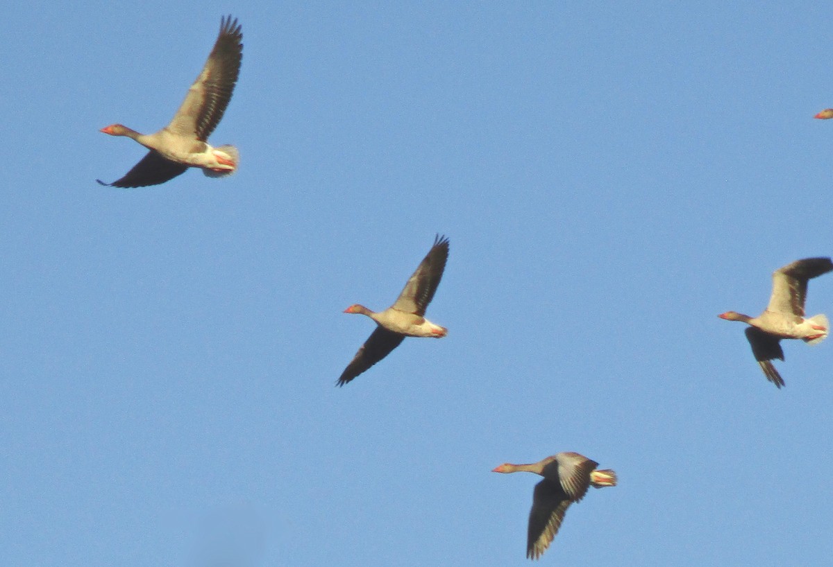 Graylag Goose - ML223306081