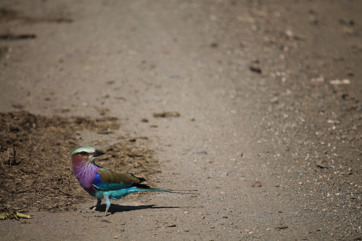 Lilac-breasted Roller - ML223307921