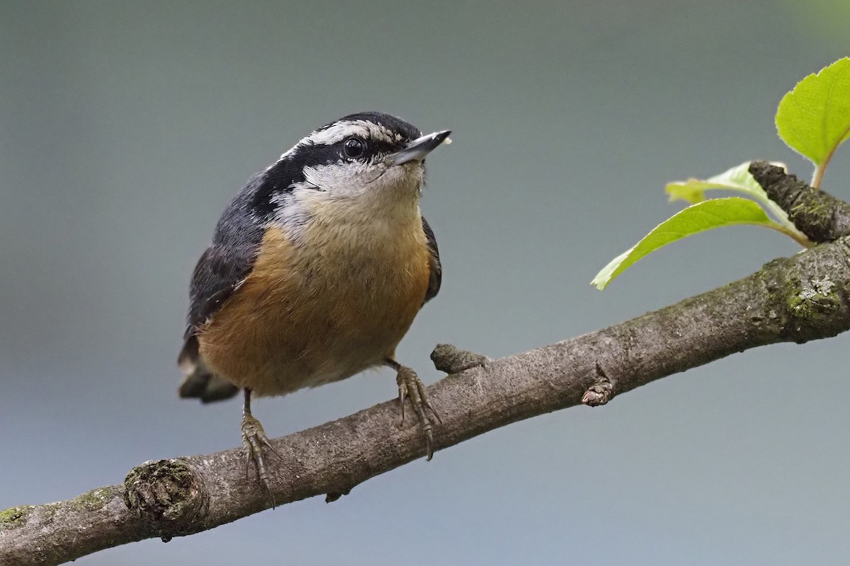 Red-breasted Nuthatch - Donna Pomeroy