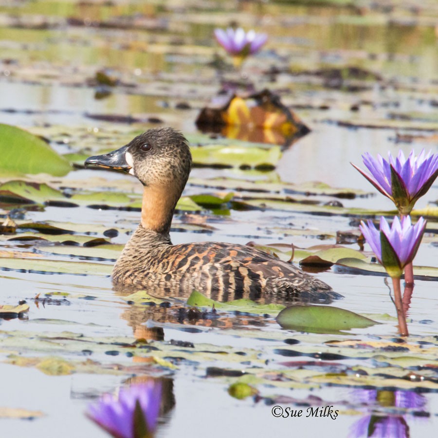 White-backed Duck - ML223308511