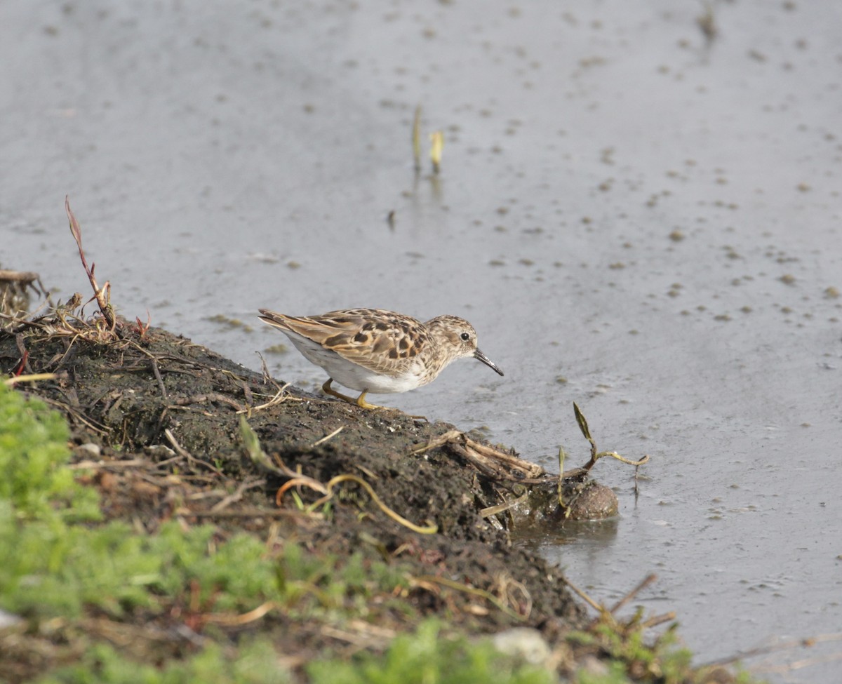 Least Sandpiper - ML223308651