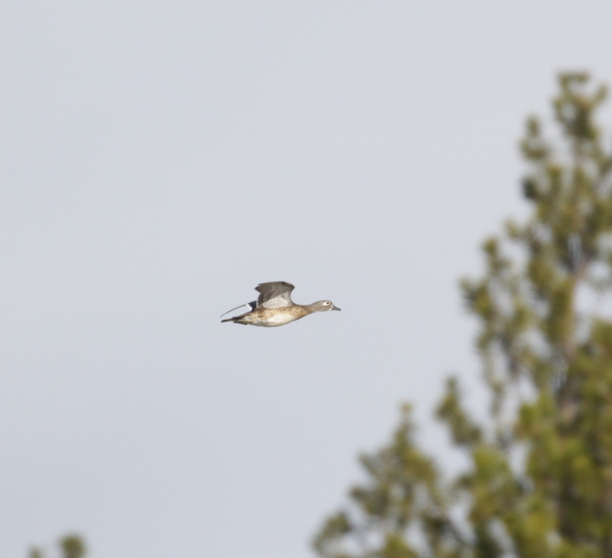 Wood Duck - ML223309491