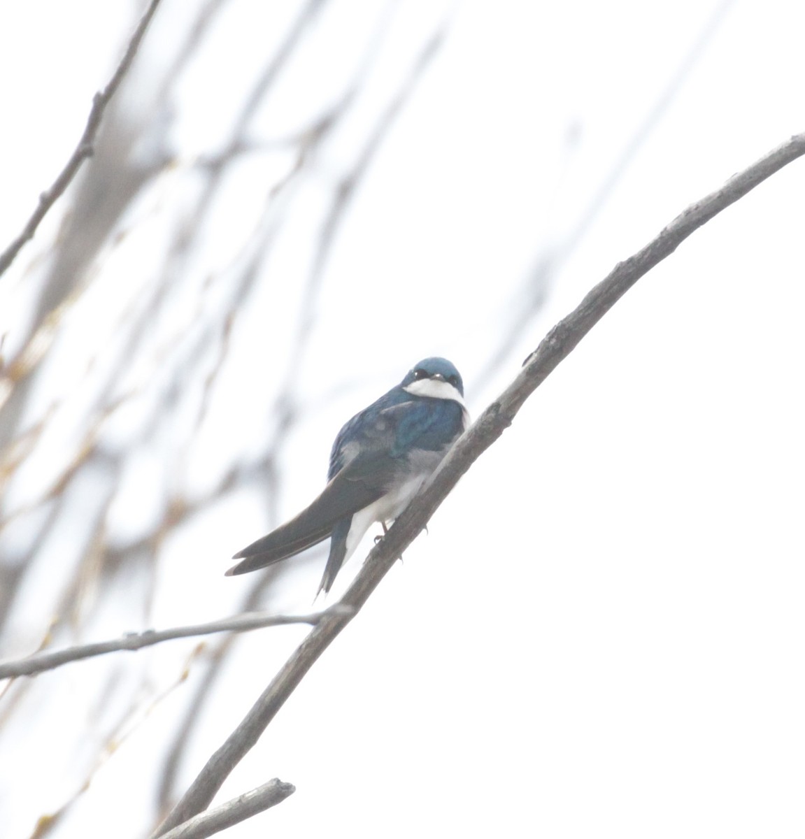 Tree Swallow - ML223309671