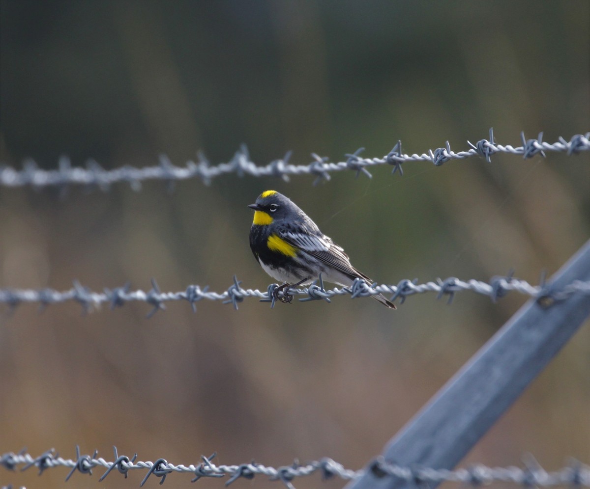 Yellow-rumped Warbler - ML223309931