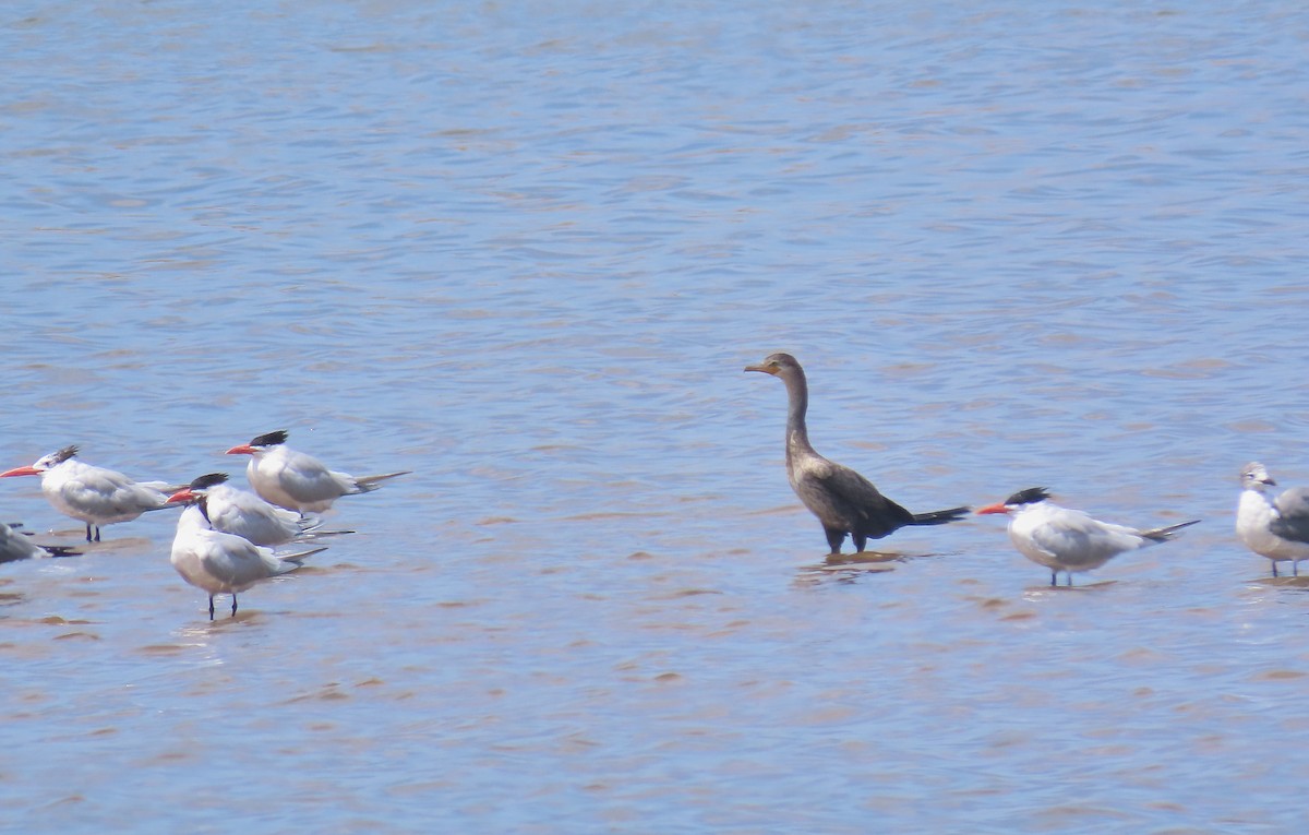 Neotropic Cormorant - ML223310351