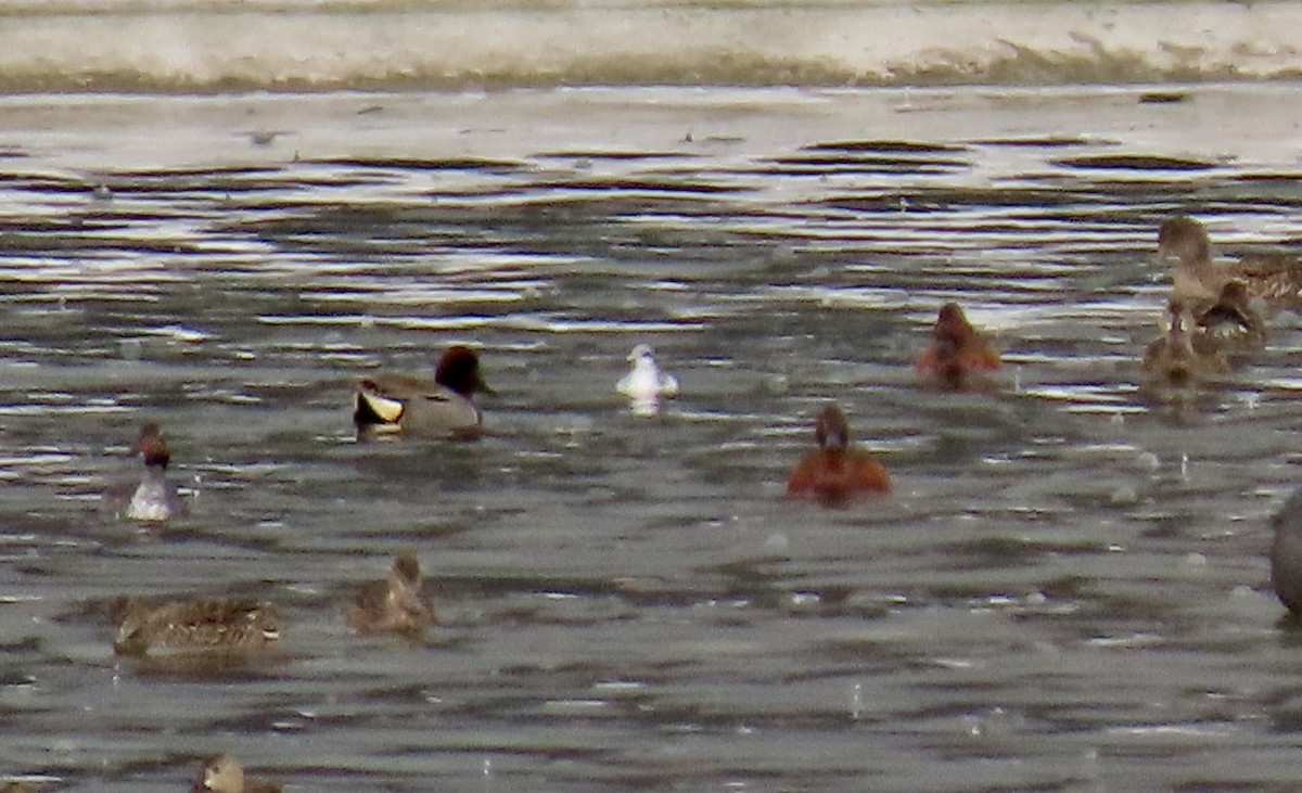 Red-necked Phalarope - ML223310361