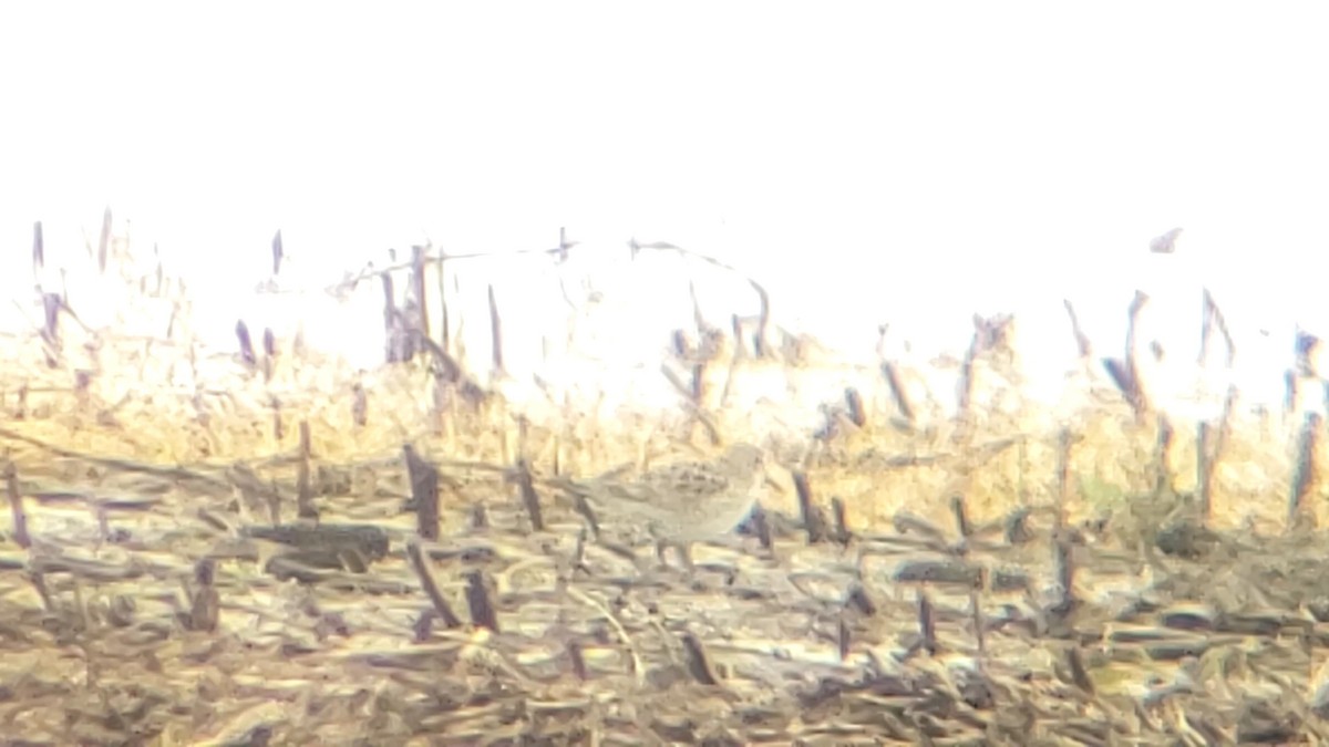 White-rumped Sandpiper - ML223310411