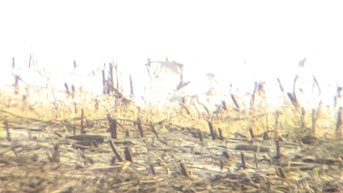 White-rumped Sandpiper - ML223310421