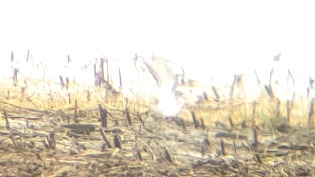 White-rumped Sandpiper - ML223310431
