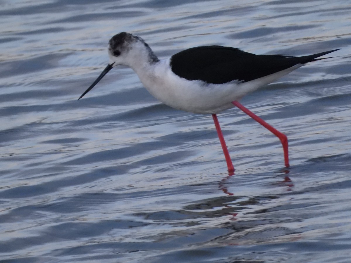 Black-winged Stilt - ML223310541