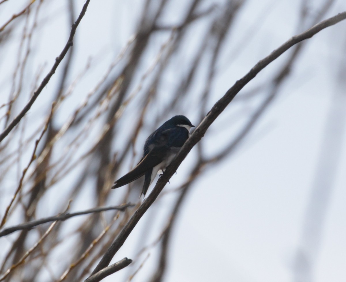 Tree Swallow - ML223310771