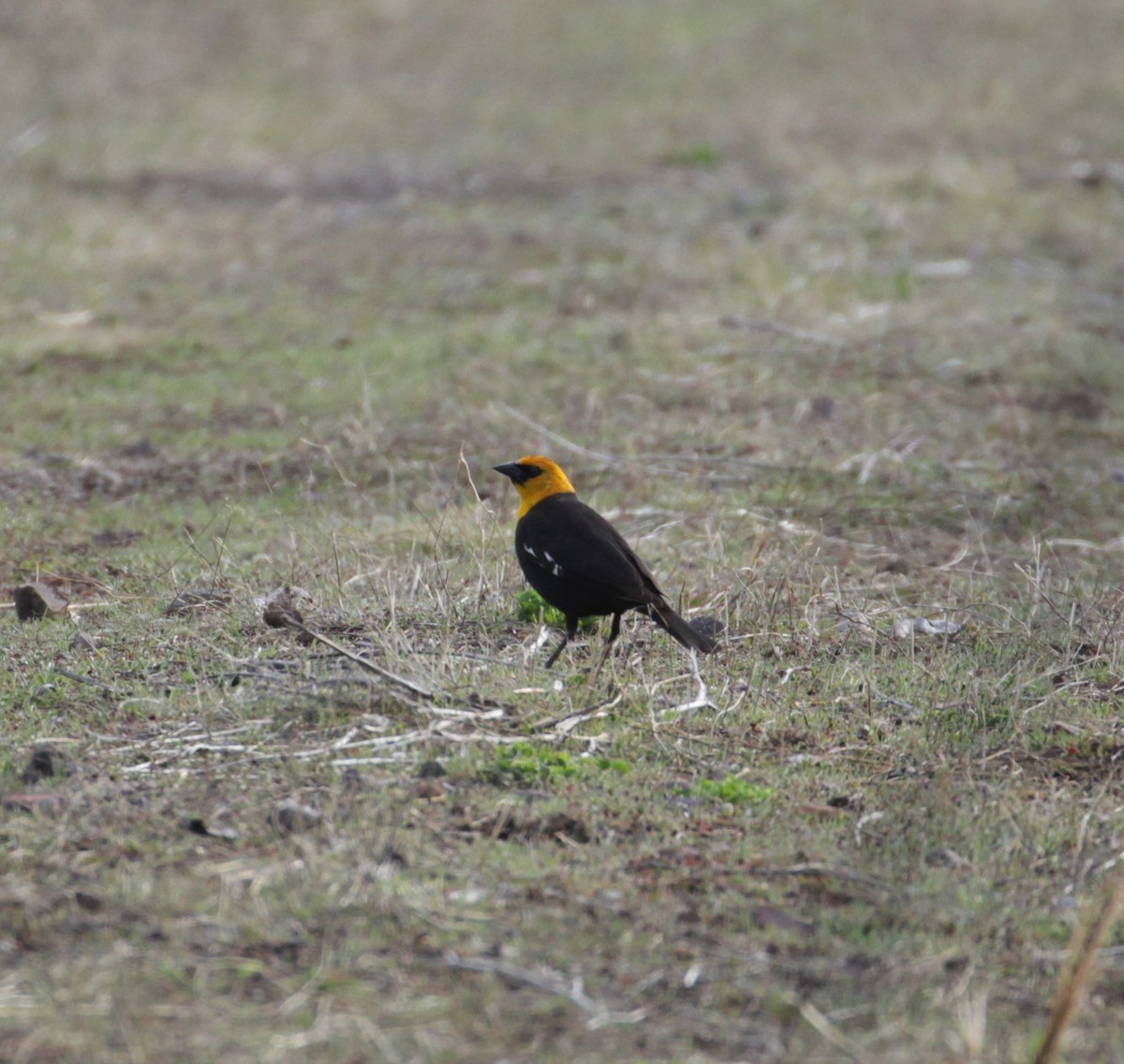 Yellow-headed Blackbird - ML223310851