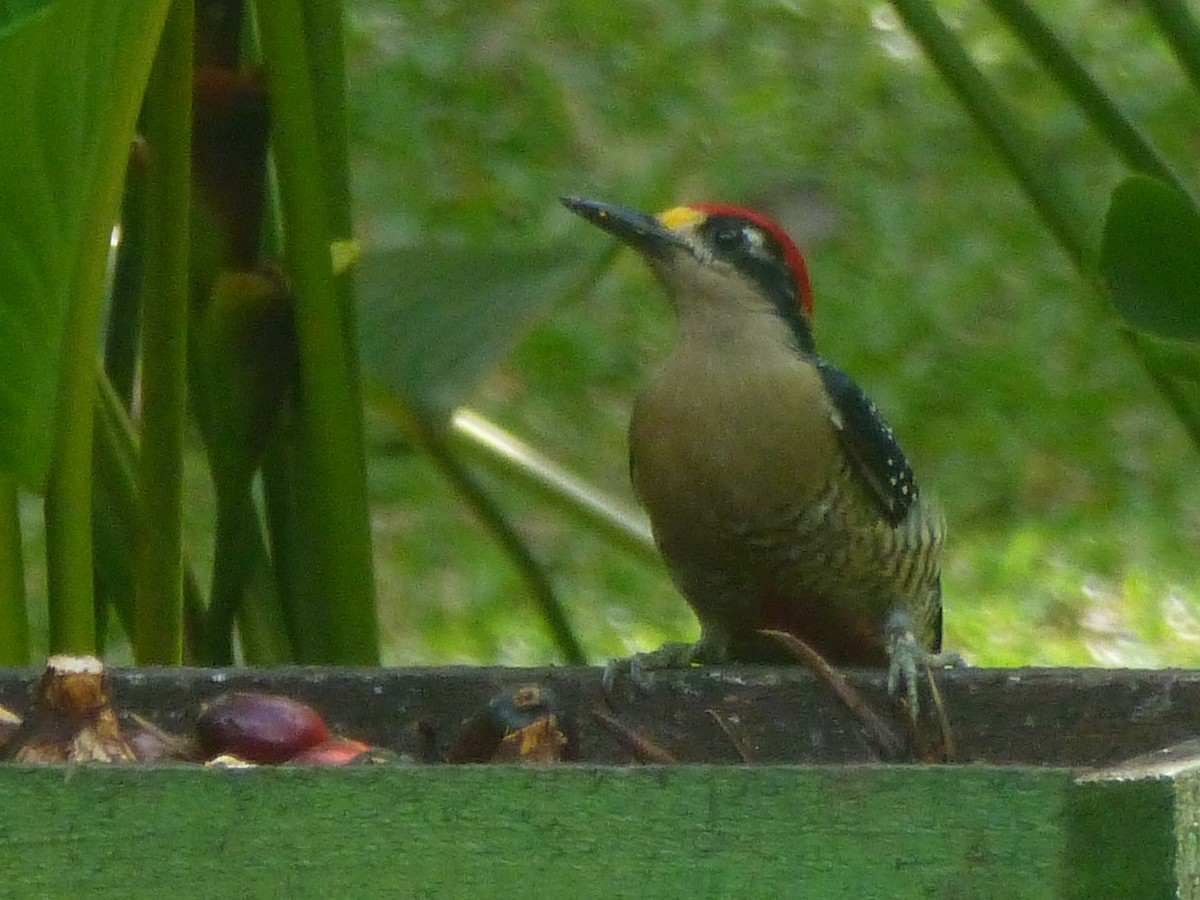 Black-cheeked Woodpecker - ML223311081