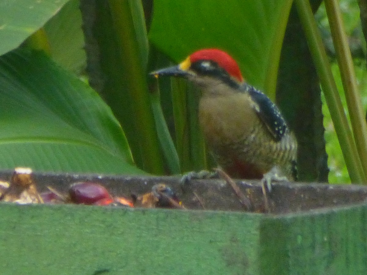 Black-cheeked Woodpecker - ML223311091