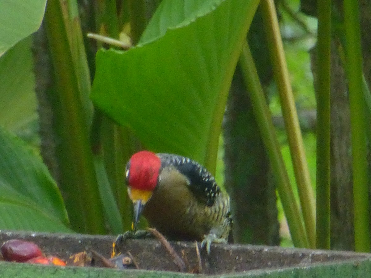 Black-cheeked Woodpecker - ML223311101