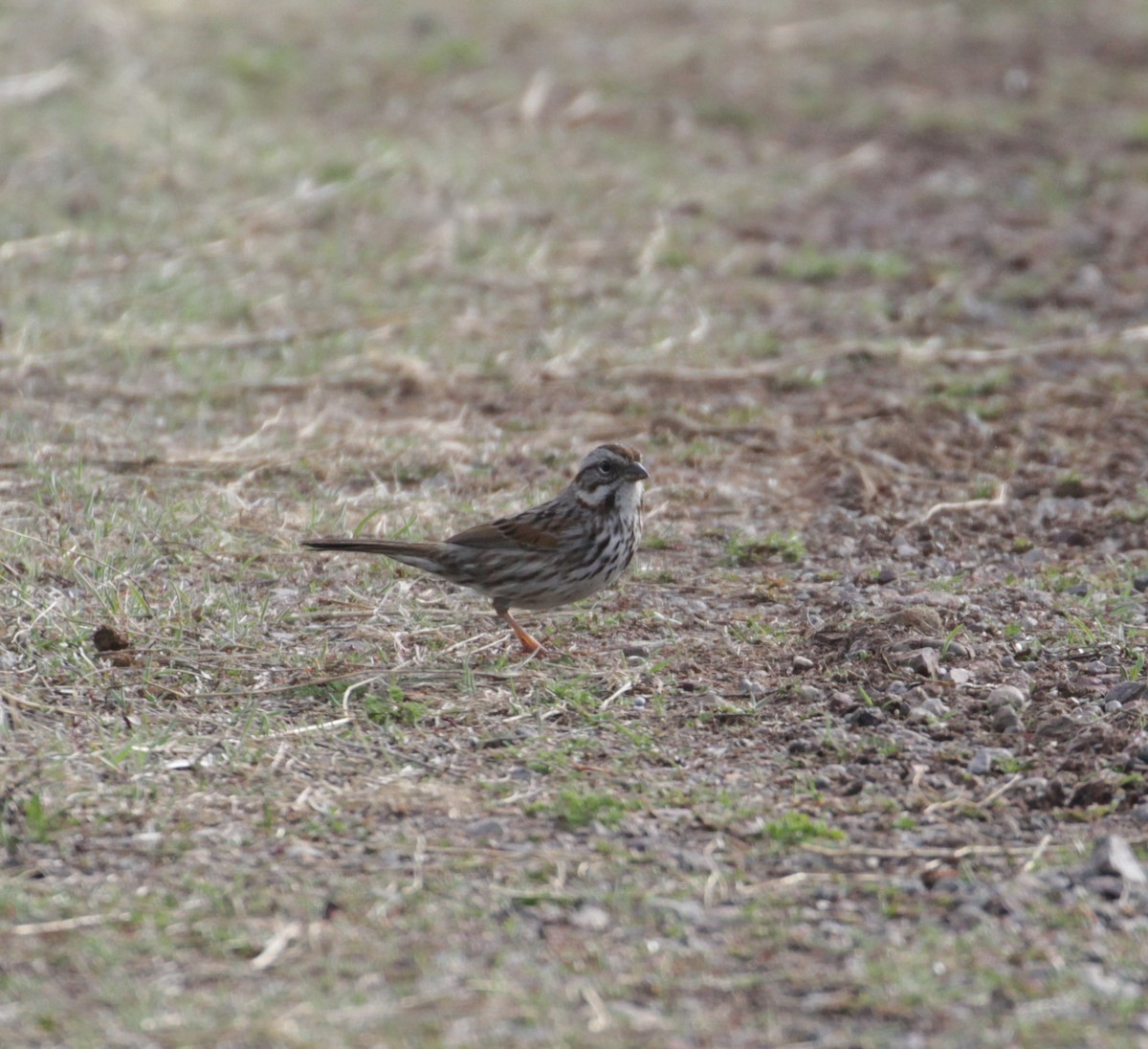 Song Sparrow - ML223311131