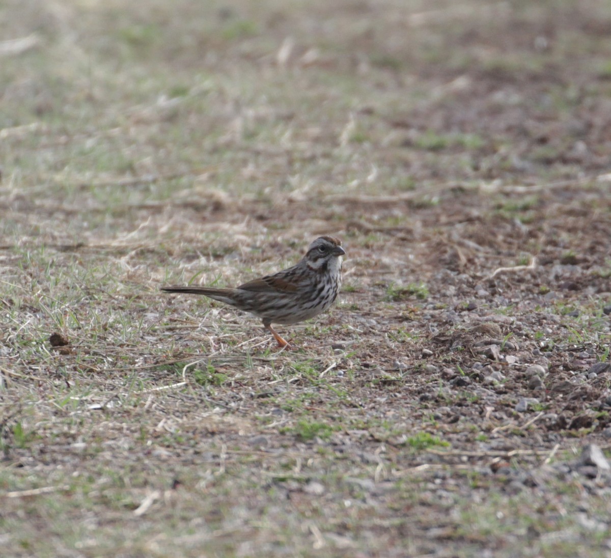 Song Sparrow - ML223311131