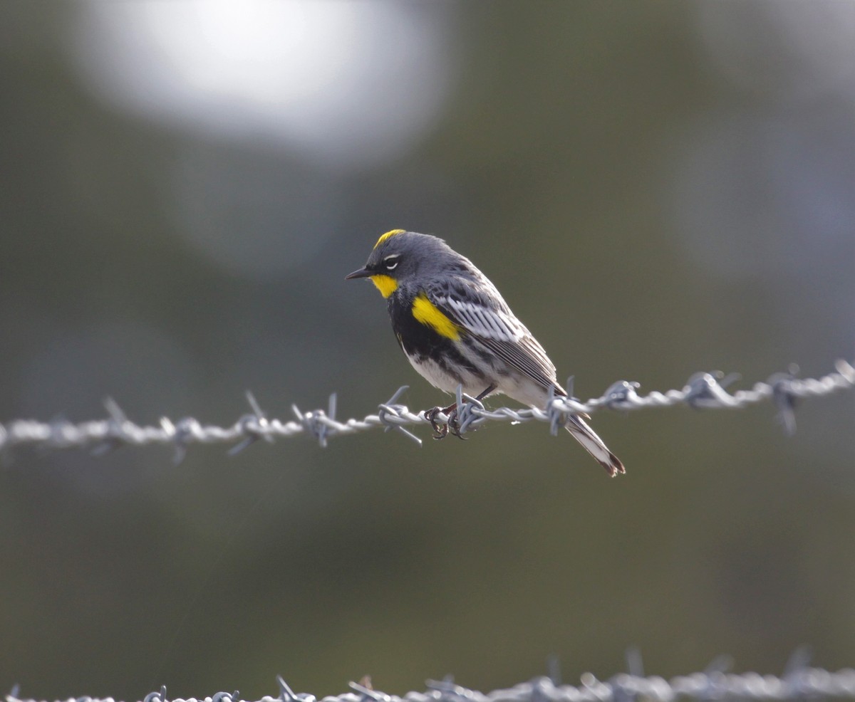 Yellow-rumped Warbler - ML223311341