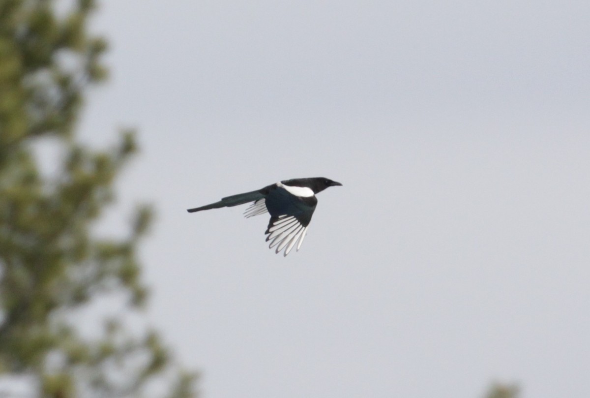 Black-billed Magpie - ML223311601