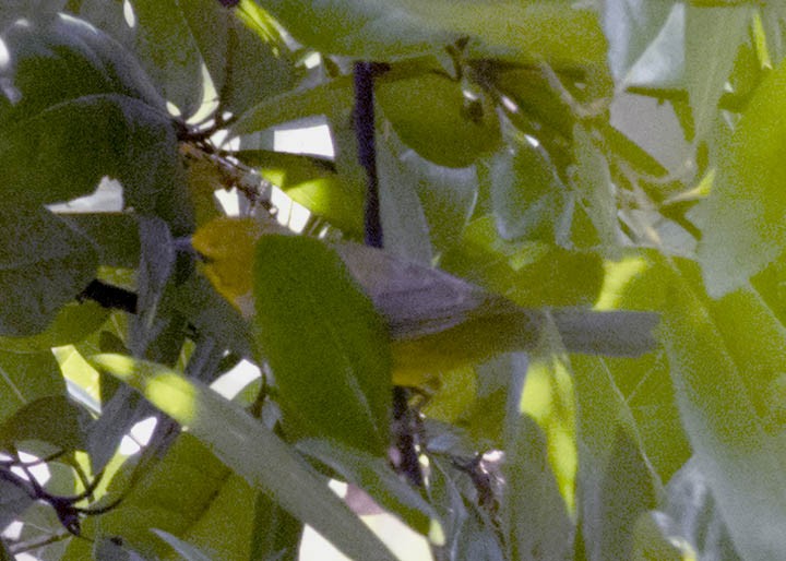 Blue-winged Warbler - ML223312681