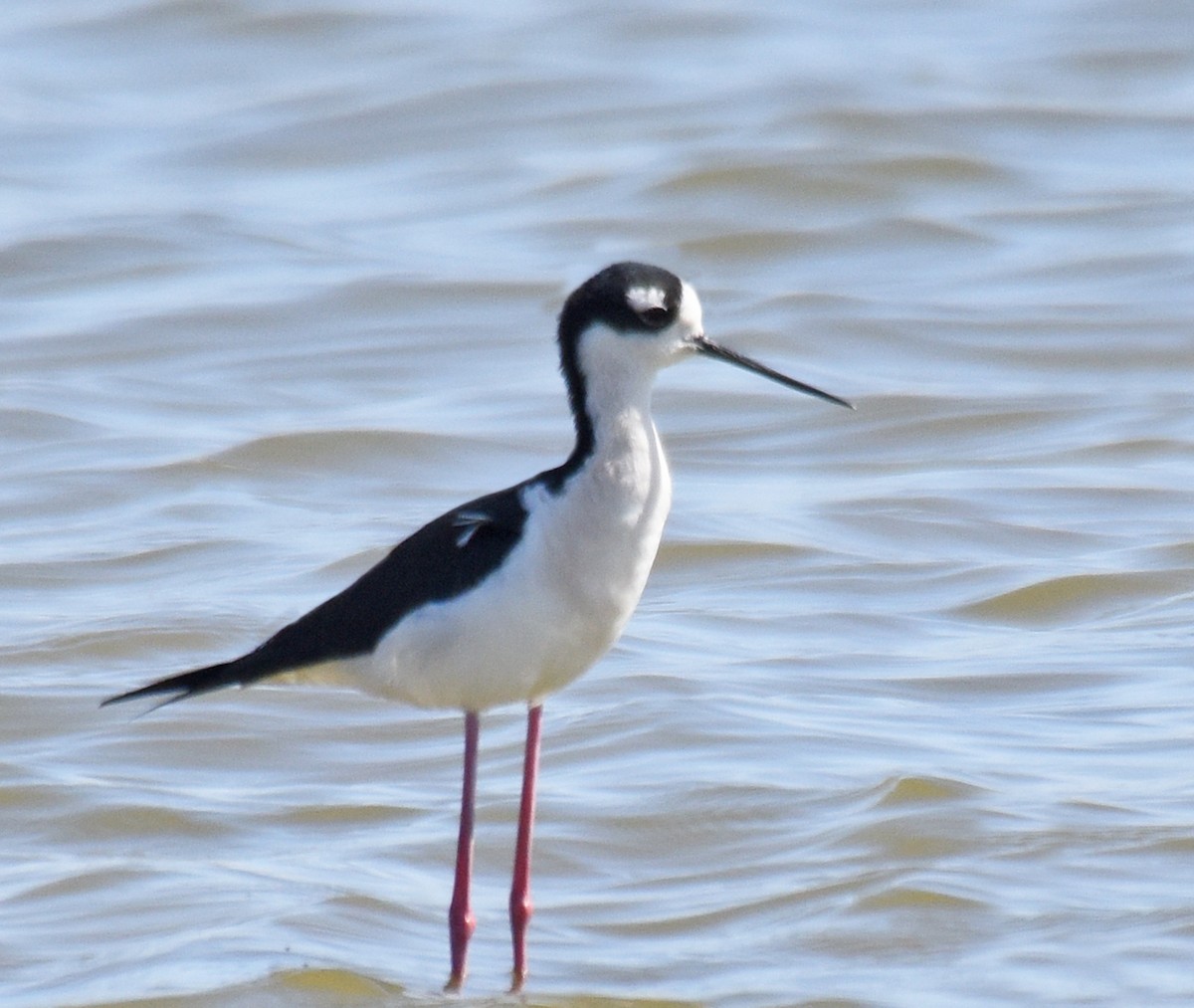 Black-necked Stilt - ML223313261